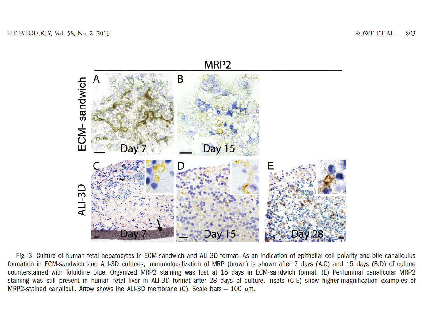 Rowe et al., 2013